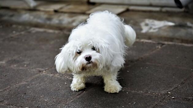 Tierheim N&uuml;rnberg: Besitzer "pl&ouml;tzlich nicht mehr erreichbar" - hilfloser Hund Sony einfach im Stich gelassen