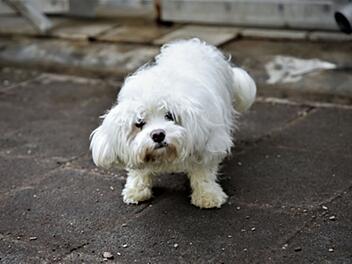 Tierheim Nürnberg: Besitzer "plötzlich nicht mehr erreichbar" - hilfloser Hund Sony einfach im Stich gelassen