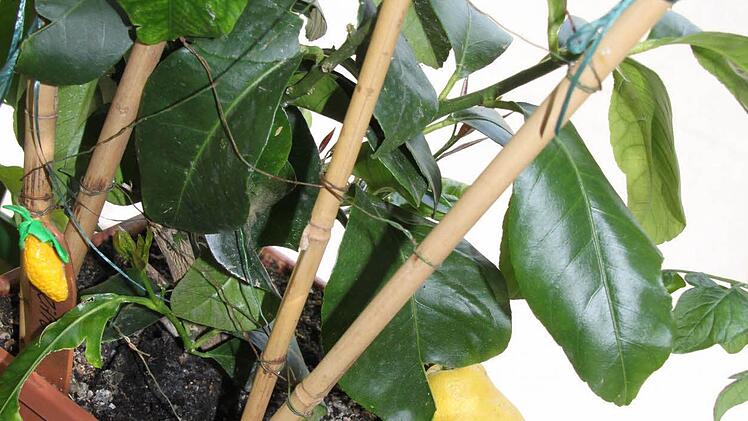 Bilder aus teilnehmenden Gärten Foto: Jürgen Gärtner