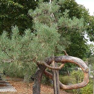 Föhre in Krumme Fohre