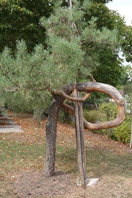 Föhre in Krumme Fohre