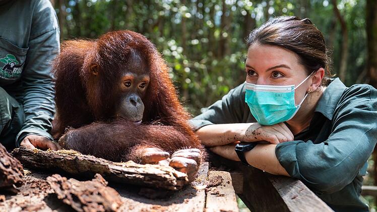 In der Auffangstation werden die jungen Orang-Utans auf die Wildnis vorbereitet.