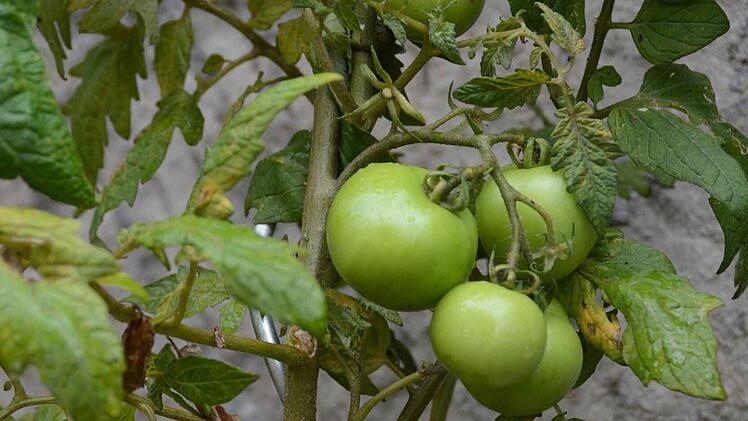 Die Tomatenpflanzen versprechen eine reiche Ernte. Foto: Dagmar Besand