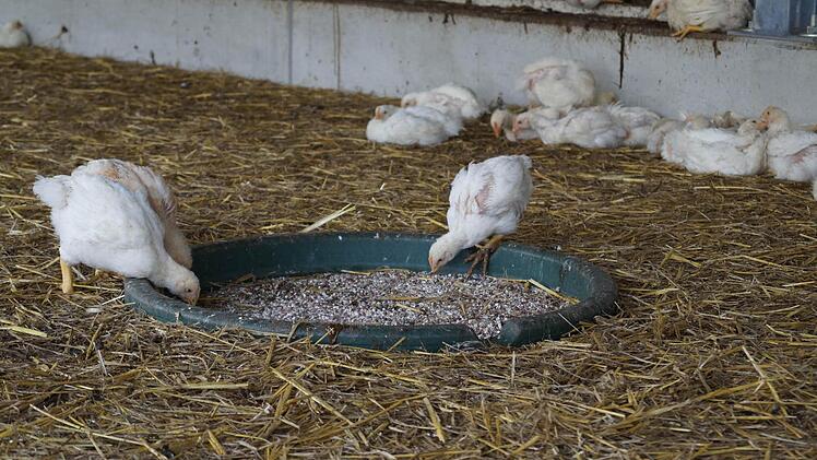 Die Bio-Hähnchen haben viel Platz im Stall. Foto: Hanna