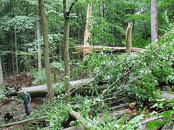 Wolfgang Gnannt in einem Waldstück bei Fierst,wo der Sturm Ende Juni den Forstwirtschaftsplan  durcheinander gewirbelt hat. Archivfoto: Ralf Kestel