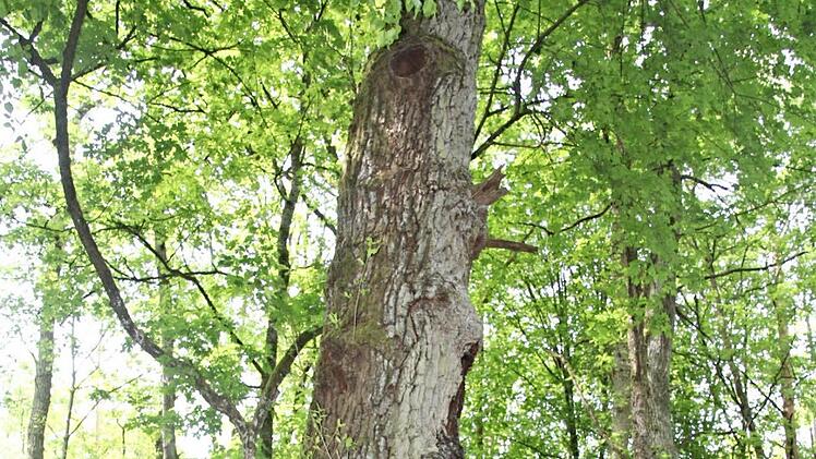 Forstamtsrat Gnannt mit seiner Hündin Haifa an einer alten Eiche, einem Spechtsbaum.