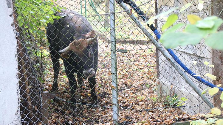 In der Falle: Der Zaun des Novizengartens bremste die Kuh aus. Foto: Heike Beudert