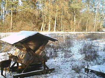 Ein Reh an der Futterkrippe Foto: privat