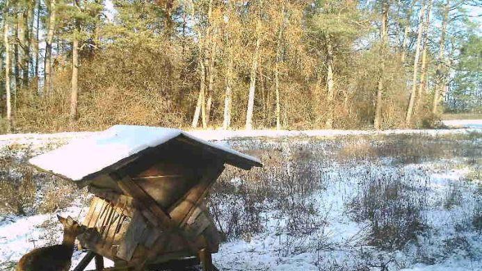 Ein Reh an der Futterkrippe Foto: privat