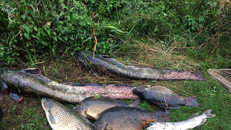 Tote Fische, wohin das Auge reicht. Das größte Exemplar war ein 1,60 Meter langer Waller. Foto: Christian Licha