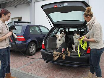 Ritual am Morgen: Eva Hovasse (links) und Miriam Pesch lassen ihre Hunde aus dem Auto. Gleich neben den Mitarbeiter-Parkplätzen beim "Fressnapf" lag ein präparierte Köder. Die Kulmbacher Polizei bittet um sachdienliche Hinweise auf den unbekannten Hundehasser. Es könnte sich um eine Straftat nach Tierschutzgesetz handeln. Fotos: Jochen Nützel/Tierheim