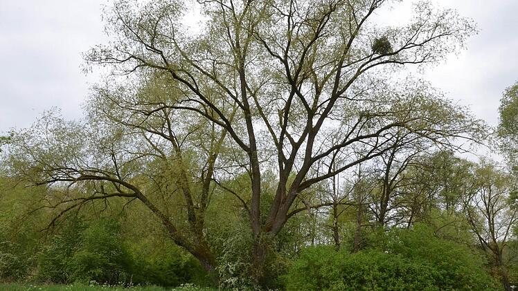 Im Altarm der Rodach steht das Wasser still. Der neu gebettete Fluss rauscht nicht weit davon vorbei. Fotos: Rainer Lutz