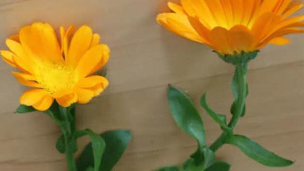 Ringelblume: HIlft bei offenen Wunden. Jeder Würzbüschel wird mit bunten Blumen geschmückt.