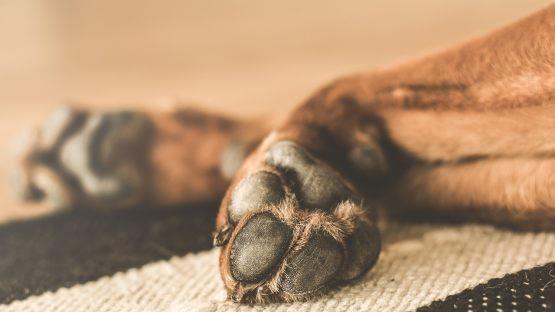 Polizei und Feuerwehr haben in Hof zehn zum Teil verwahrloste Hunde aufgefunden. Symbolbild: pixabay