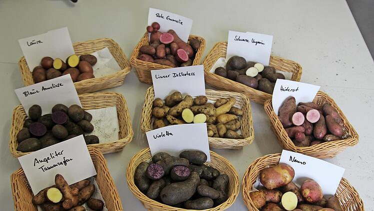 Die Vielfalt der Kartoffelsorten ist riesig – und jeder Anbauer hat seine Sorten, auf die er schwört.