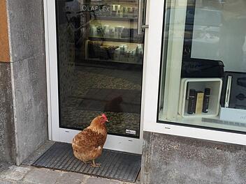 Ein Huhn blockierte in Kitzingen einen Frisörsalon. Foto Polizei/dpa