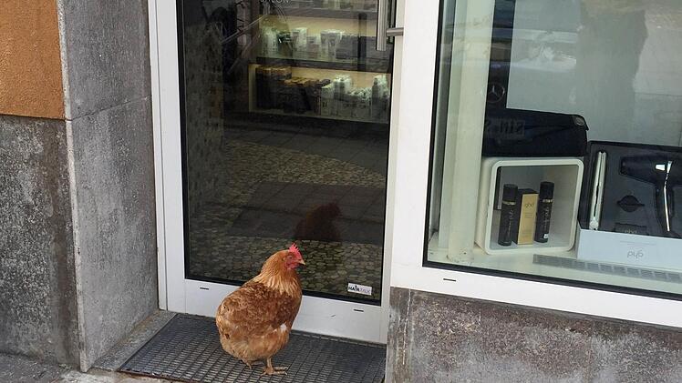 Ein Huhn blockierte in Kitzingen einen Frisörsalon. Foto Polizei/dpa