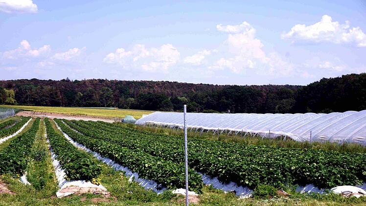 In Münchaurach werden Erdbeeren im großen Stil angebaut.   Foto: Richard Sänger