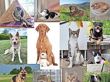 Eine Collage der Fotomotive aus dem Kalender