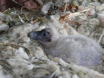 Tiergarten N&uuml;rnberg: Erfolgreiche Adoption - Bartgeierpaar zieht kunstgebr&uuml;tetes K&uuml;ken auf