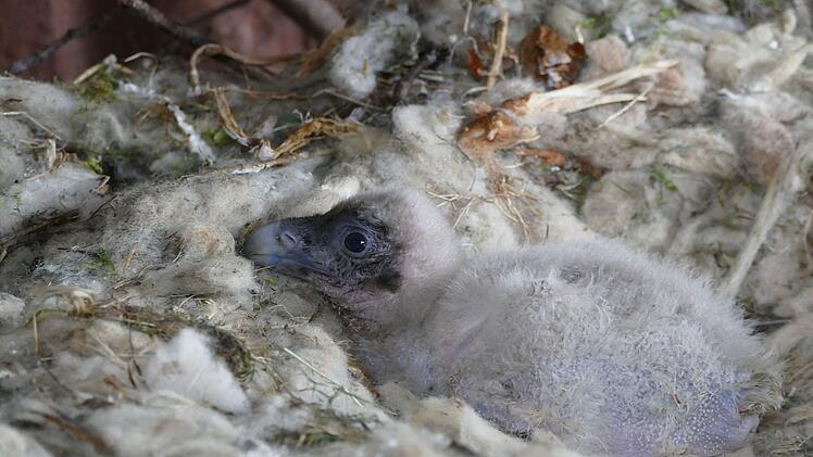 Tiergarten N&uuml;rnberg: Erfolgreiche Adoption - Bartgeierpaar zieht kunstgebr&uuml;tetes K&uuml;ken auf