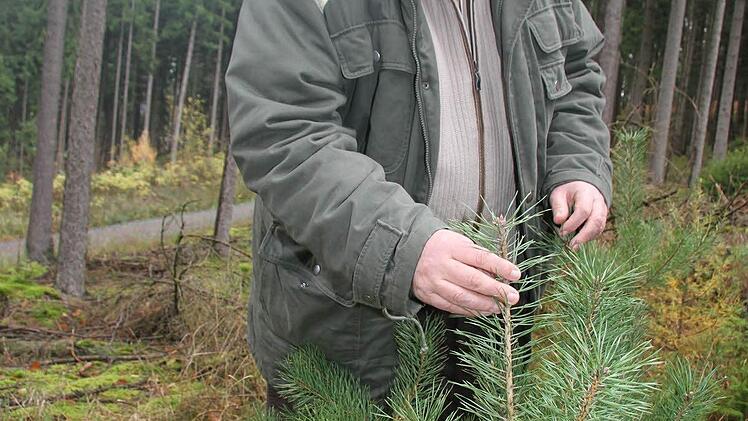 Akribisch nimmt Horst Gleißner die kleine Kiefer unter die Lupe - kein Verbiss. Das weist darauf hin, dass die Wilddichte in Ordnung ist.