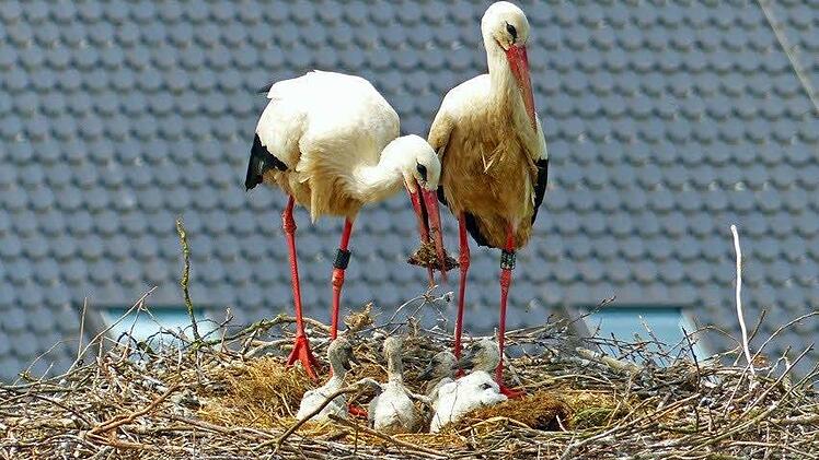 Der Rossacher Storchenhorst scheint ein guter Standort zu sein: vier Jungvögel!