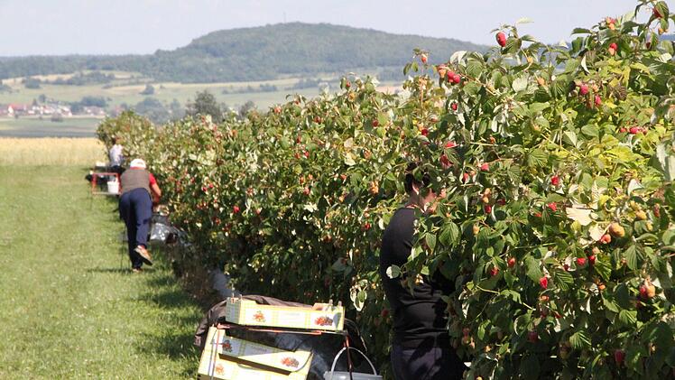 Insgesamt sind etwa 15 osteuropäische Erntehelfer auf dem Hof beschäftigt. Foto: Ulrike Müller