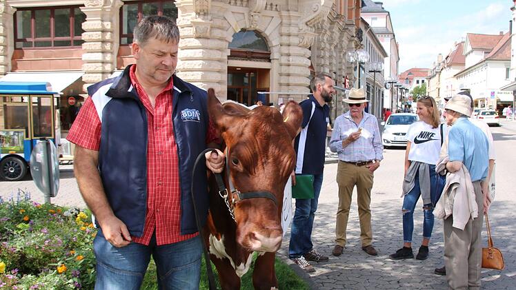 Passanten streicheln Cilly, andere diskutieren mit den Landwirten: Landwirt Alfred Greubel aus Elfershausen führte gestern seine zahmste und demonstrationserfahrenste Kuh schon mal zur Probe durch die Bad Kissinger Innenstadt. Kommenden Freitag wird es ernst. Foto: Ralf Ruppert