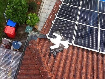 Der junge Storch liegt auf dem Hausdach, offenbar flugunfähig. Fotos: FFW Ebermannstadt