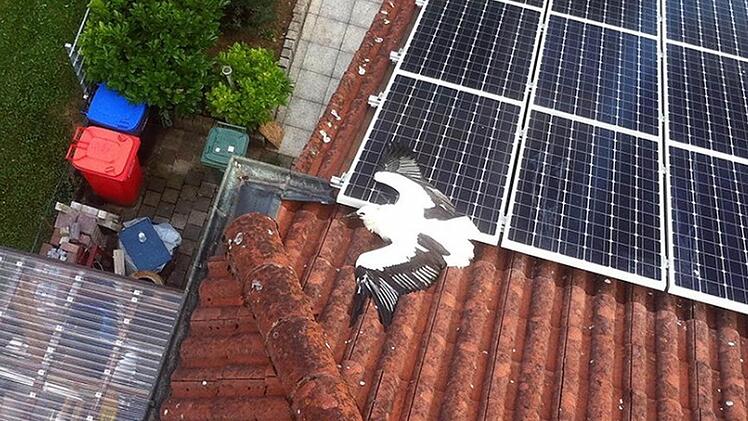 Der junge Storch liegt auf dem Hausdach, offenbar flugunfähig. Fotos: FFW Ebermannstadt