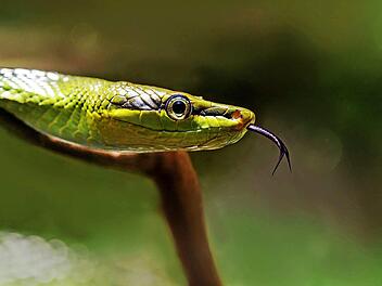 Die Grüne Mamba gehört zu den giftigsten Schlangen der Welt. In freier Wildbahn würde wohl kaum ein Fotograf ein derartiges Portraitfoto riskieren. Die Aufnahme von Helmut Kober entstand im Aquarium des Berliner Zoos und brachte dem Michelauer Fotografen den Sieg im Monatswettbewerb.  Foto: Helmut Kober