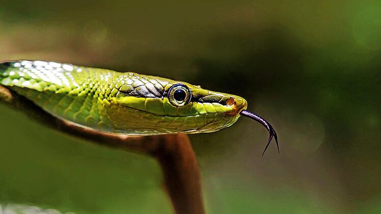 Die Grüne Mamba gehört zu den giftigsten Schlangen der Welt. In freier Wildbahn würde wohl kaum ein Fotograf ein derartiges Portraitfoto riskieren. Die Aufnahme von Helmut Kober entstand im Aquarium des Berliner Zoos und brachte dem Michelauer Fotografen den Sieg im Monatswettbewerb.  Foto: Helmut Kober