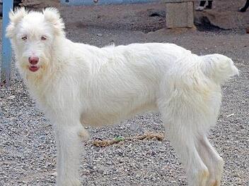 Trotz abgeschnittener Ohren eine Sch&ouml;nheit: Die verschmuste H&uuml;ndin Bianca sucht ein neues Zuhause.  Foto: privat