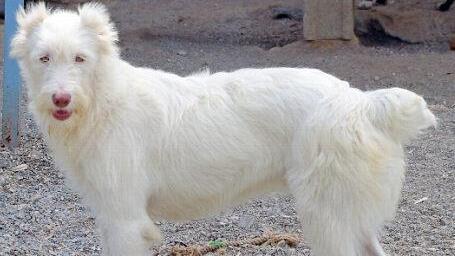 Trotz abgeschnittener Ohren eine Sch&ouml;nheit: Die verschmuste H&uuml;ndin Bianca sucht ein neues Zuhause.  Foto: privat