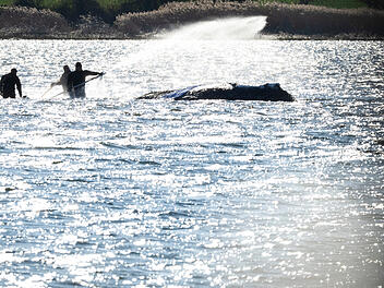 Weitere Entwicklung zum Buckelwal in der Ostsee
