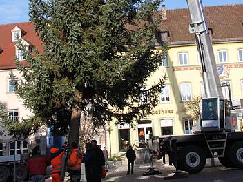 Mit vereinten Kräften aufgestellt: Zum Altstadt-Advent gibt es natürlich auch wieder einen Weihnachtsbaum auf dem Marktplatz.  Foto: Markus Reeh