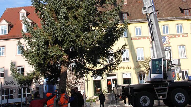 Mit vereinten Kräften aufgestellt: Zum Altstadt-Advent gibt es natürlich auch wieder einen Weihnachtsbaum auf dem Marktplatz.  Foto: Markus Reeh