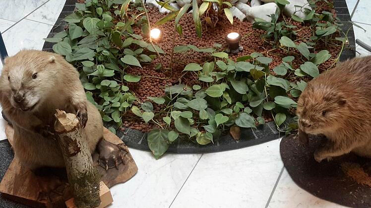 Stilecht begrüßen zwei präparierte Biber die Ausstellungsbesucher in der Bad Brückenauer VR-Bank. Die Präsentation läuft bis zum 3. August. Foto: Rolf Pralle