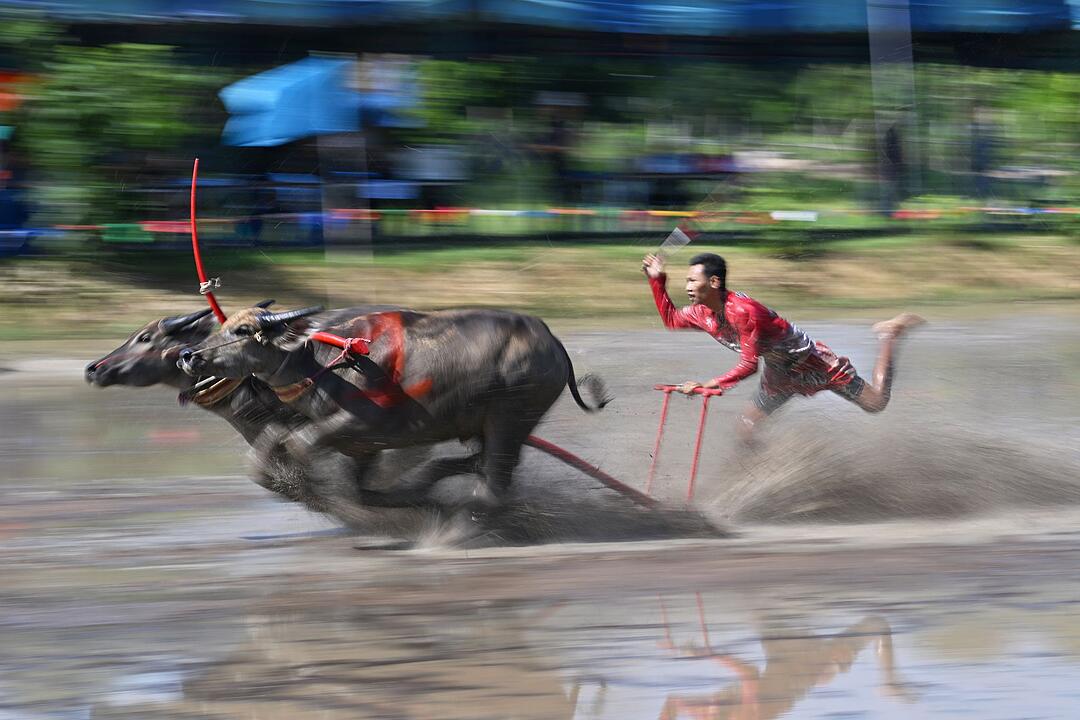 B&uuml;ffelrennen in Thailand