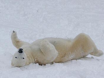 Winter im Tiergarten Nürnberg Foto: Tiergarten Nürnberg