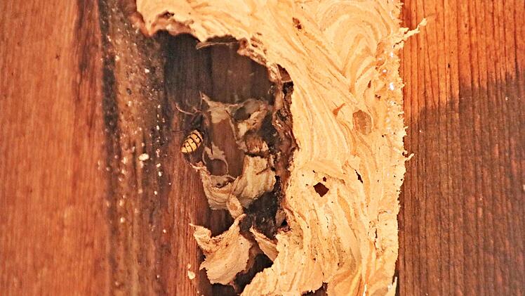 Schon in den frühen Vormittagsstunden waren die Hornissen noch bei kühlen Temperaturen und in nebelbedeckter Flur unterwegs.Helmut Will