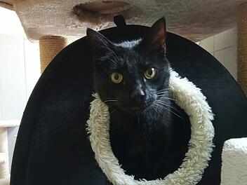 Tierheim Bamberg: Kater Speedy ist nach zwei Unf&auml;llen chronischer Schmerzpatient