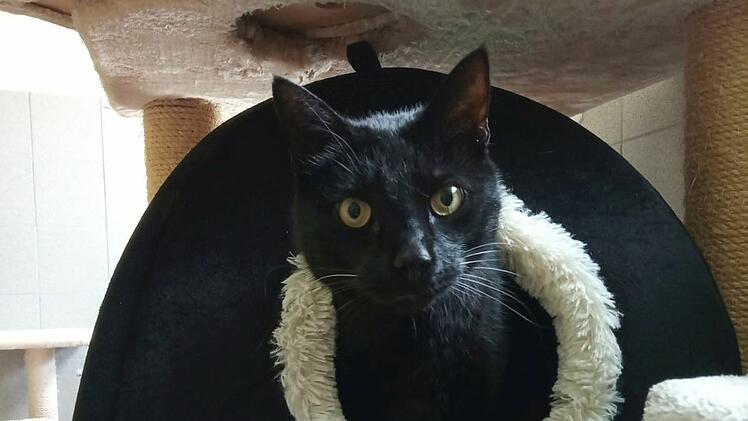 Tierheim Bamberg: Kater Speedy ist nach zwei Unf&auml;llen chronischer Schmerzpatient