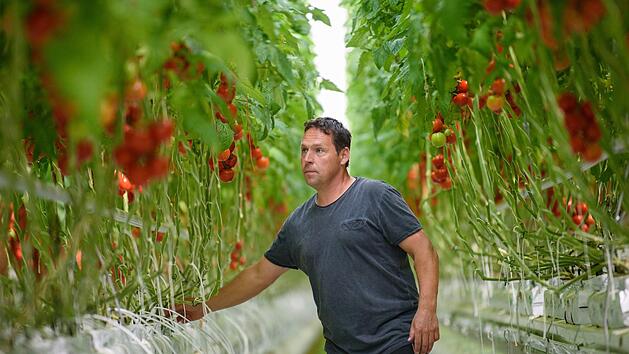 Gem&uuml;sebauer Fritz Boss begutachtet in einem der bis zu 300 Meter langen Gew&auml;chsh&auml;user des Gem&uuml;sebaubetriebes "Scherzer und Boss" die Tomaten. Foto: Nicolas Armer/dpa