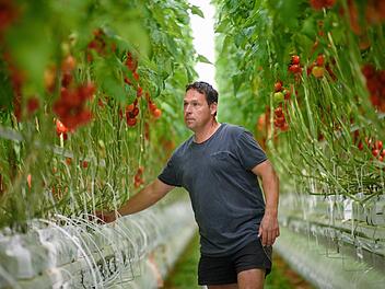 Gem&uuml;sebauer Fritz Boss begutachtet in einem der bis zu 300 Meter langen Gew&auml;chsh&auml;user des Gem&uuml;sebaubetriebes "Scherzer und Boss" die Tomaten. Foto: Nicolas Armer/dpa
