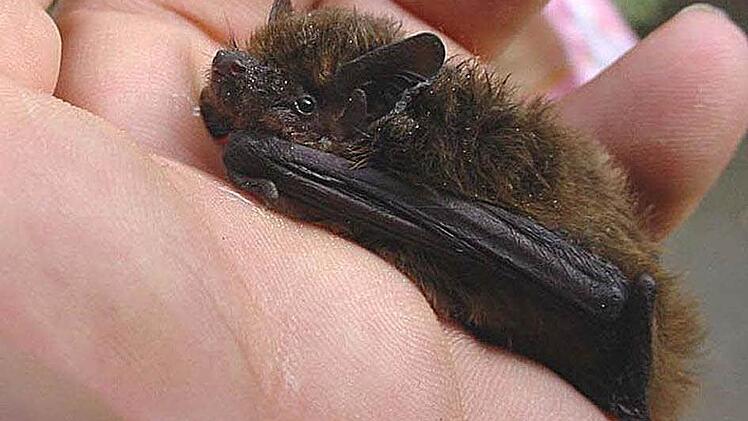 Zwergfledermaus Foto: CT-Archiv