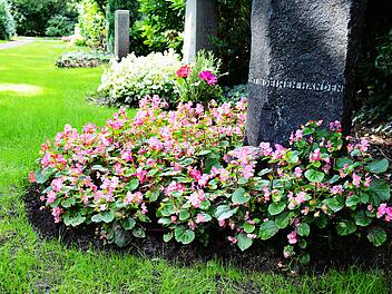 Grabstein und Grabbepflanzung (Begonien) im Sommer