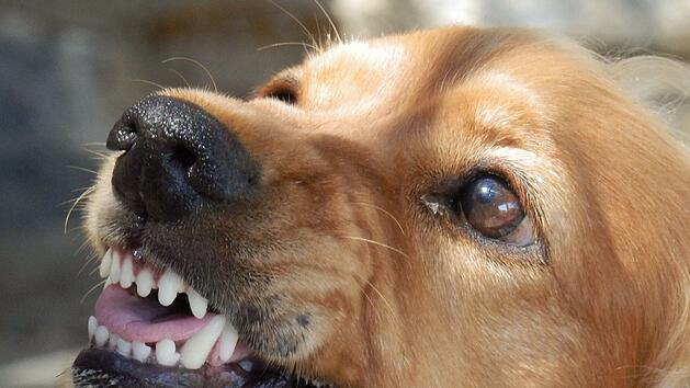 Passantin im Kreis Aschaffenburg von Hund attackiert und gebissen - Polizei sucht Zeugen