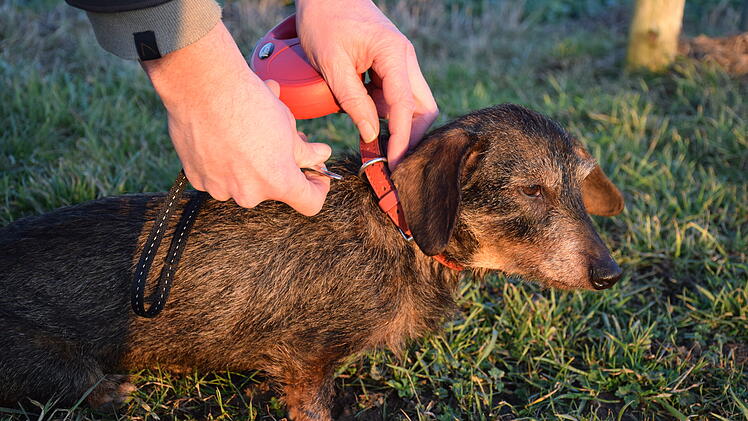 Lichtenfels: Zugv&ouml;gel kehren zur&uuml;ck - hier m&uuml;ssen Hunde an die Leine